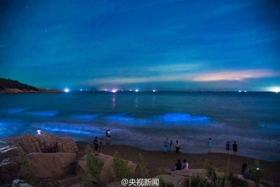 拯救枯树